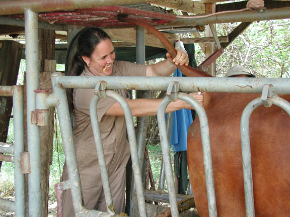 Collecting a blood sample